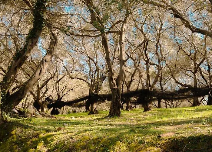 Krasospito 1850 - A Corfiot Wine House Reborn Case de vacanță